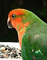 Picture Title - Juvenile King Parrot