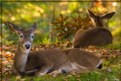 Picture Title - Deer Lounging