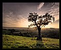 Picture Title - Evening Light - Dorset