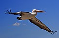 Picture Title - Pelican Airlines