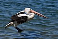 Picture Title - Walking on Water