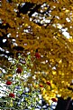 Picture Title - autunno# 14