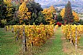 Picture Title - autunno# 18