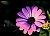 Purple African Daisy