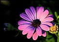 Picture Title - Purple African Daisy
