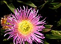 Picture Title - Ice Plant Flower