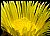 Ice Plant Flower - Yellow