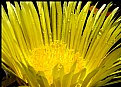 Picture Title - Ice Plant Flower - Yellow