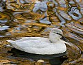 Picture Title - White Mallard