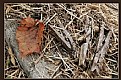 Picture Title - Clothespin Graveyard