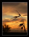 Picture Title - Grassy Silhouette