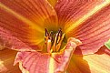 Picture Title - Day lily