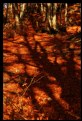 Picture Title - autumn shadows