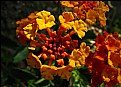 Picture Title - Lantana