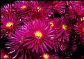 Picture Title - Magenta Ice Plant Flower
