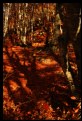 Picture Title - autumn shadows_03