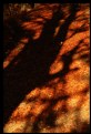 Picture Title - autumn shadows_04