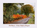 Picture Title - Fall Splendor