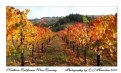 Picture Title - Wine Vineyards