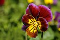 Picture Title - Pansy