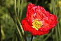 Picture Title - Icelandic Poppy