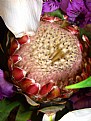 Picture Title - protea