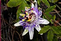 Picture Title - Passion Flower"Marie"