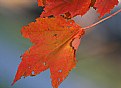 Picture Title - red leaf