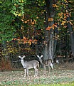 Picture Title - deers