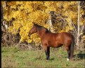 Picture Title - Autumn Pony