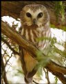 Picture Title - Saw-whet Owl
