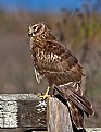 Picture Title - Perched Harrier