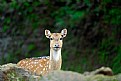 Picture Title - A deer