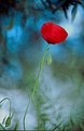 Picture Title - The Poppy and The Olive