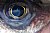 fish-eye