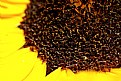 Picture Title - sunflower