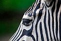 Picture Title - Zebra abstract