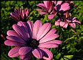 Picture Title - African Daisy