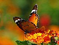 Picture Title - BUTTERFLY 02