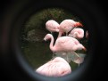 Picture Title - Ahh Flamingos