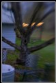 Picture Title - screaming walnut tree