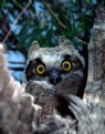 Picture Title - Great Horned Owl Baby