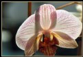 Picture Title - Welcoming orchid