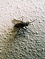 Picture Title - Fly