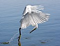 Picture Title - Snowy Egret  caught fish
