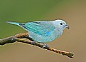 Picture Title - Blue-gray Tanager