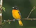 Picture Title - Northern (Baltimore) Oriole