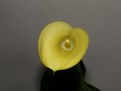 Picture Title - Yellow Calla Lilly