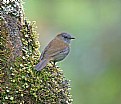 Picture Title - Black- billed Nightingale- Thrush