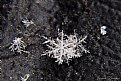 Picture Title - snowflakes